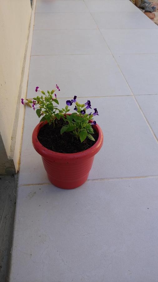Casal Ostara Begonia Hotel Alto Paraíso de Goiás Eksteriør billede